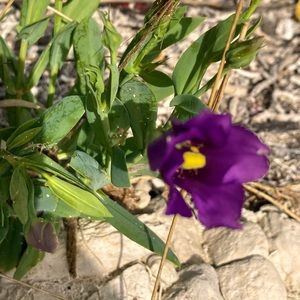 Meet your Posher, Lucimar